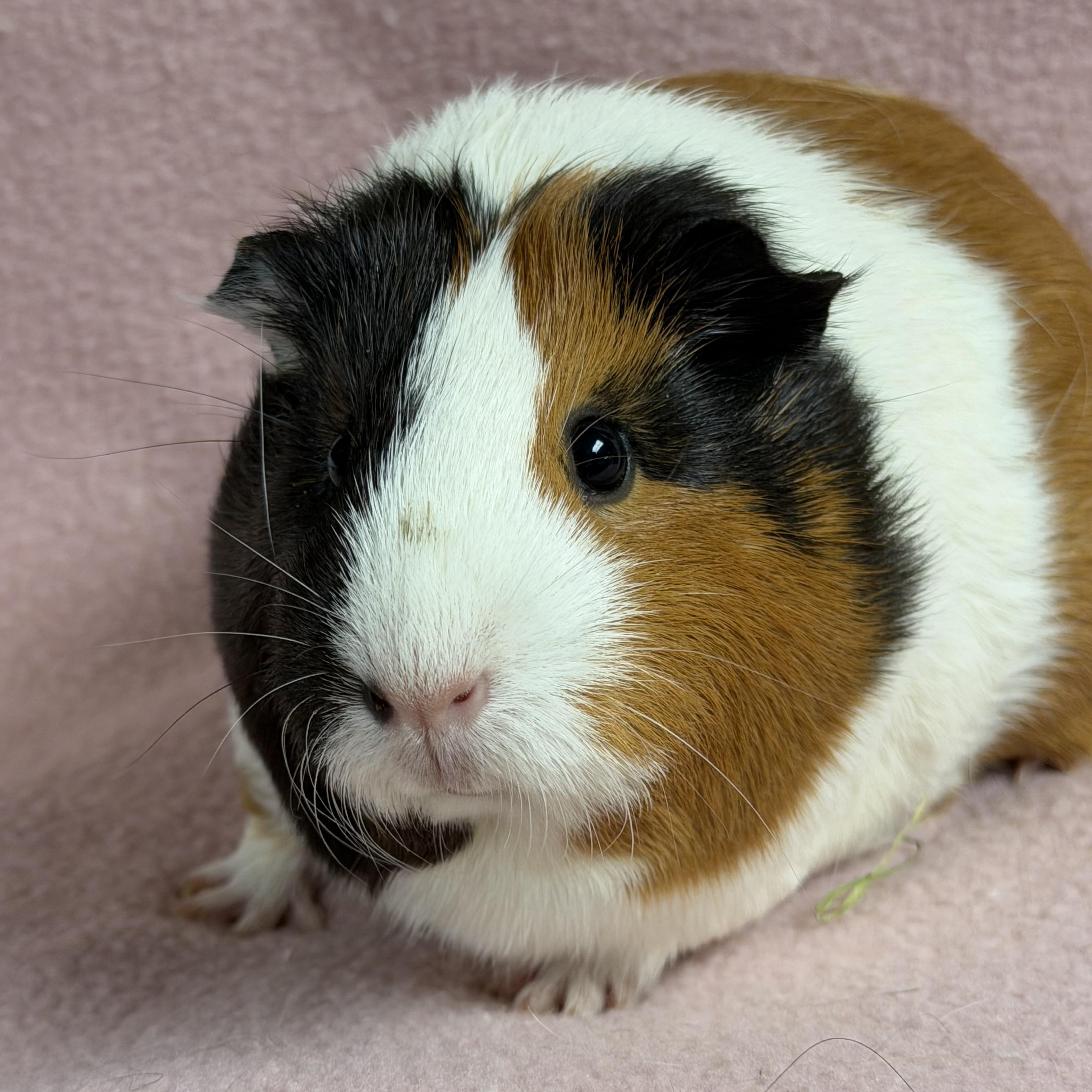 Matcha: video!!, a ADOPTABLE Short-Haired in Edinburg, PA image 1/6