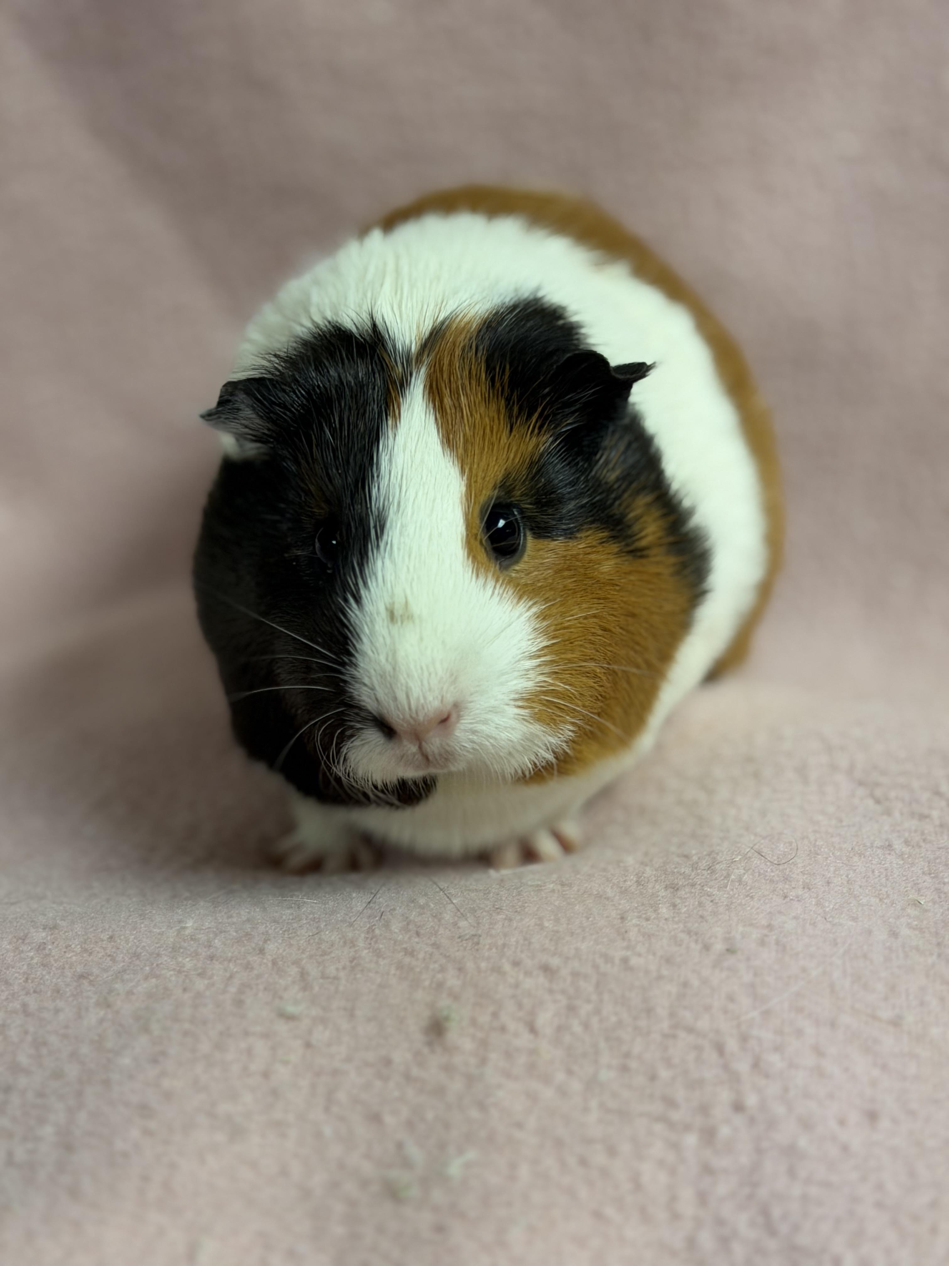 Matcha: video!!, a ADOPTABLE Short-Haired in Edinburg, PA image 5/6