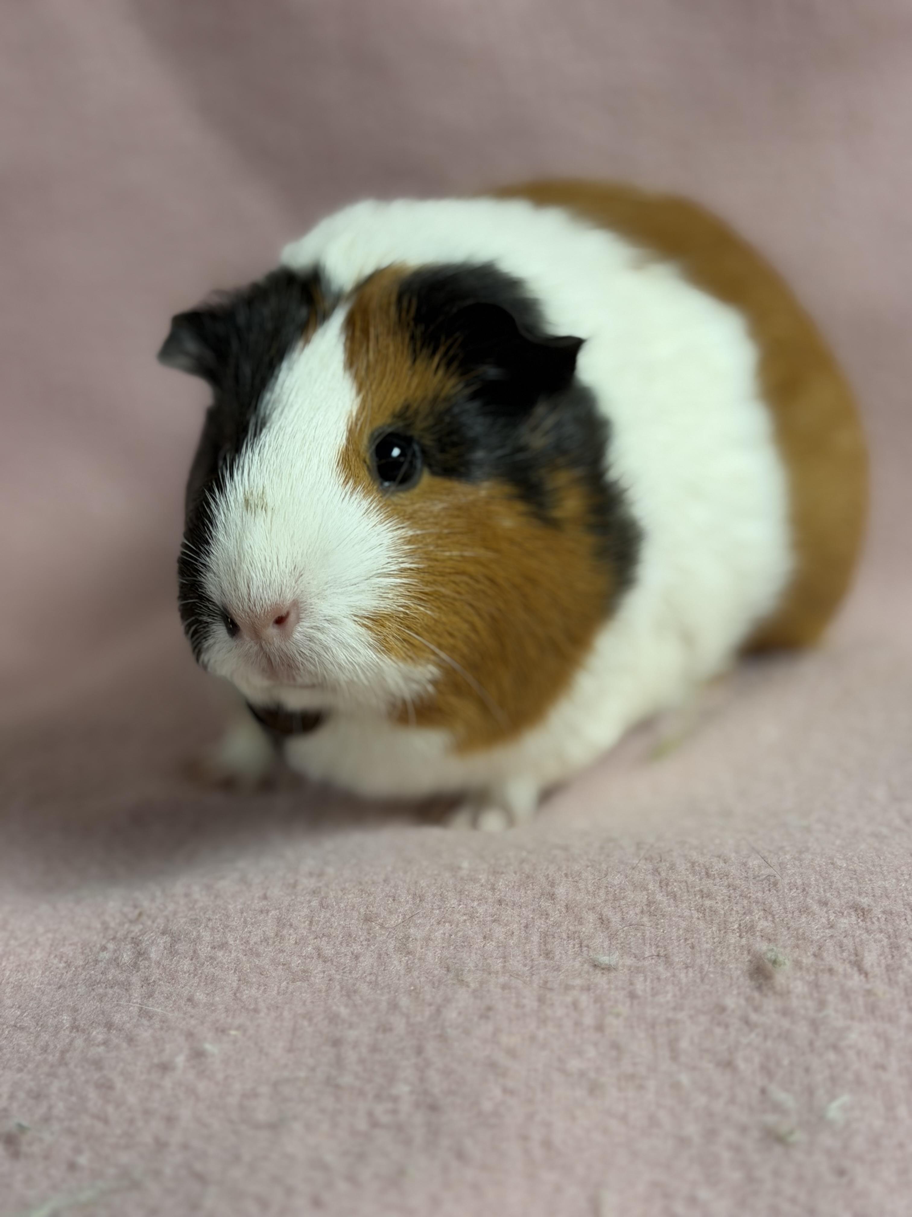 Matcha: video!!, a ADOPTABLE Short-Haired in Edinburg, PA image 3/6