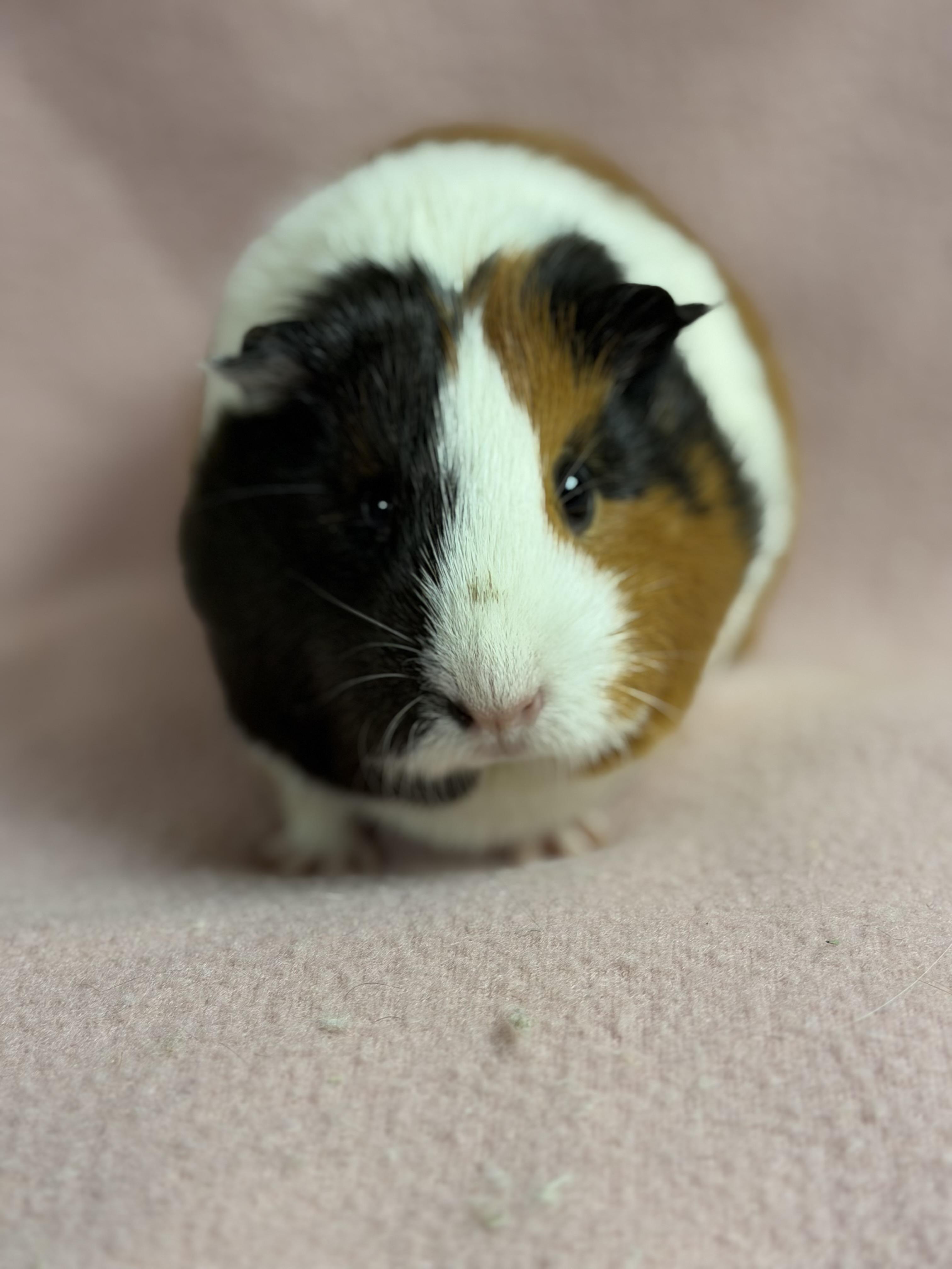 Matcha: video!!, a ADOPTABLE Short-Haired in Edinburg, PA image 2/6