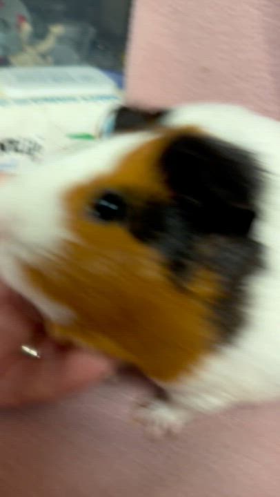 Enlarge Matcha: video!!, a ADOPTABLE Short-Haired in Edinburg, PA video 4/6