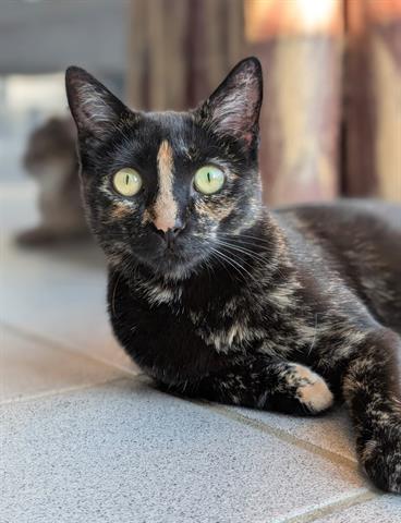 LIZZY, Adoptable, Young Female Domestic Short Hair.