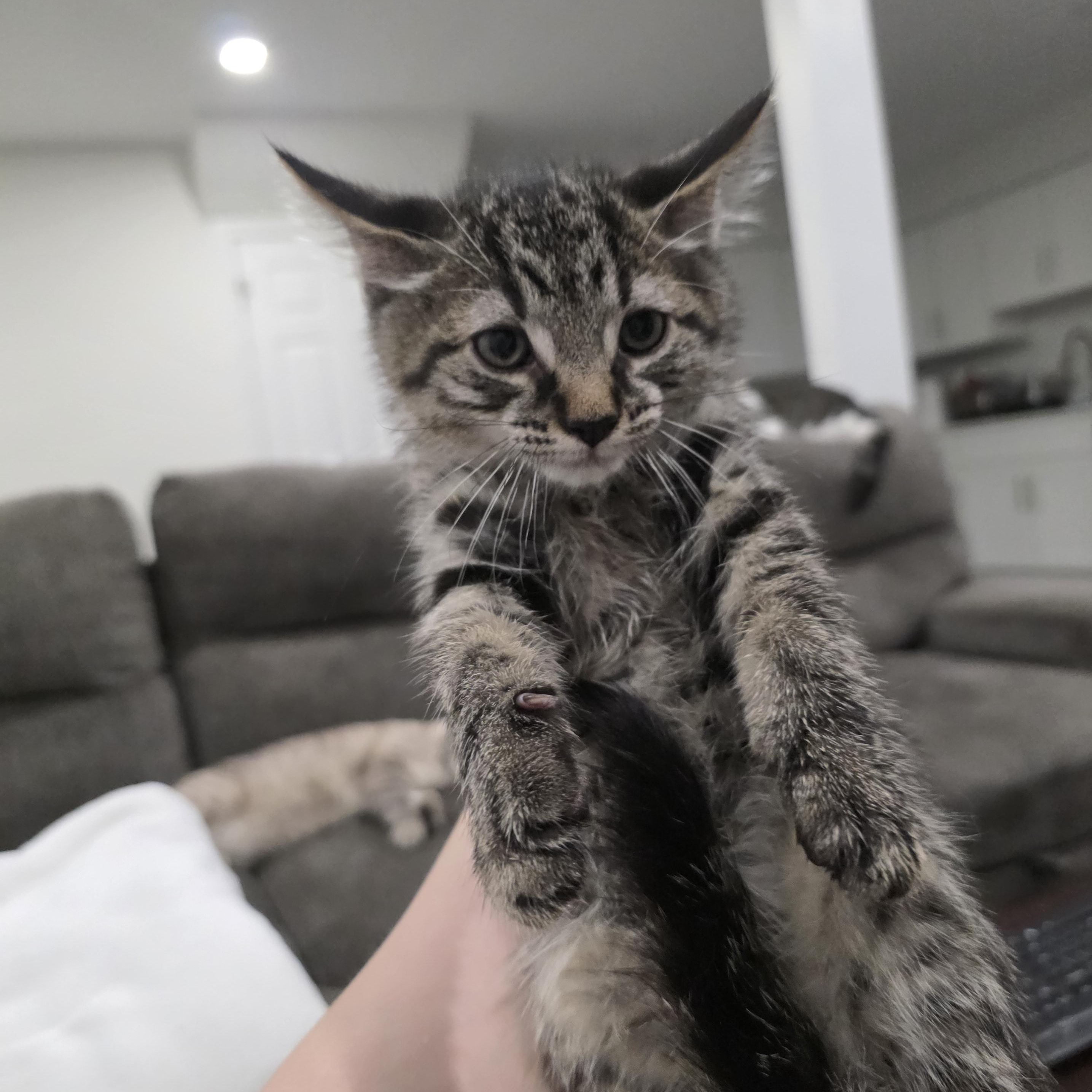 Hagrid, adoptable, Kitten Male Domestic Short Hair & Tabby.