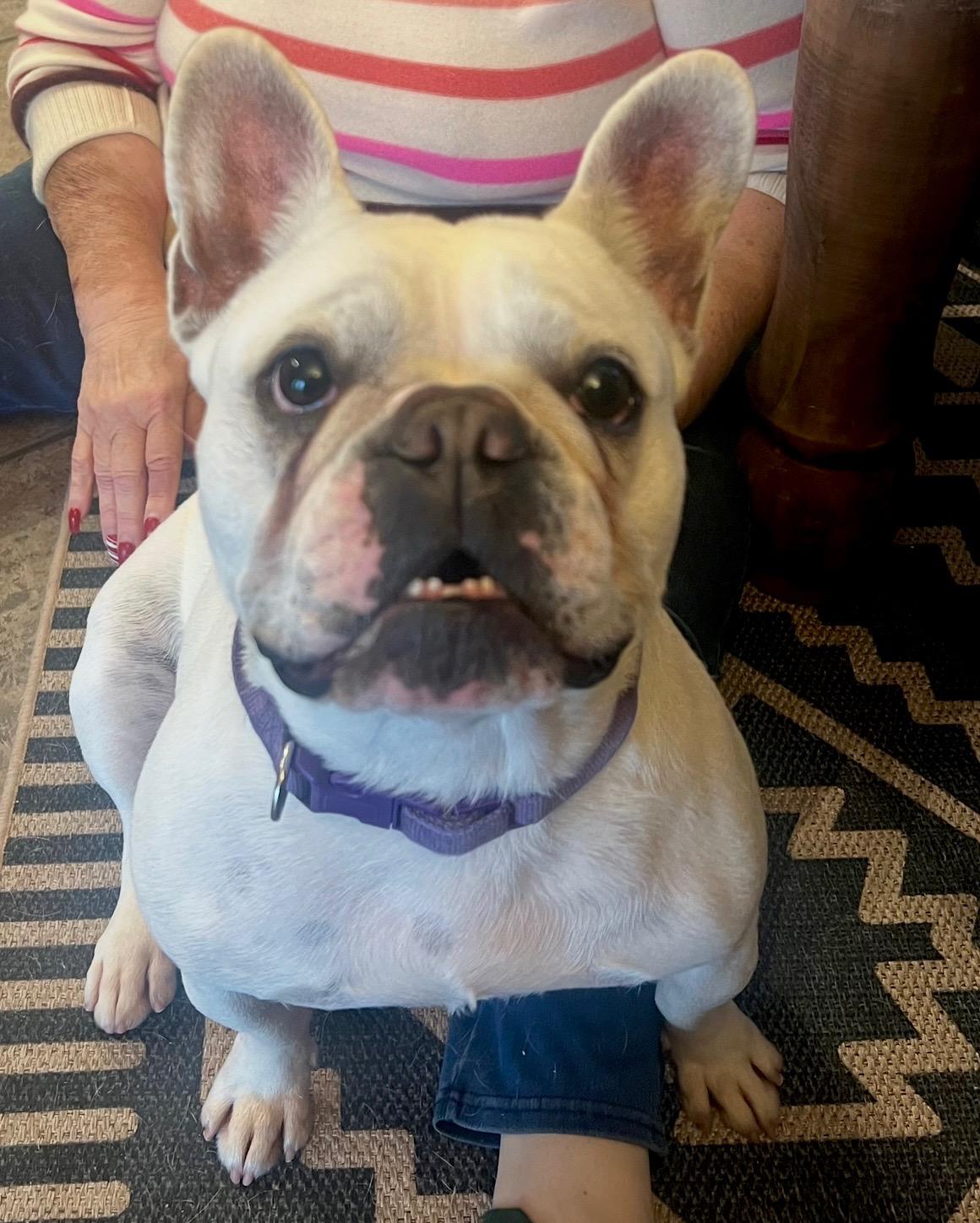 Enlarge Miss Cotton Candy, a ADOPTABLE French Bulldog in Folsom, CA image 2/4