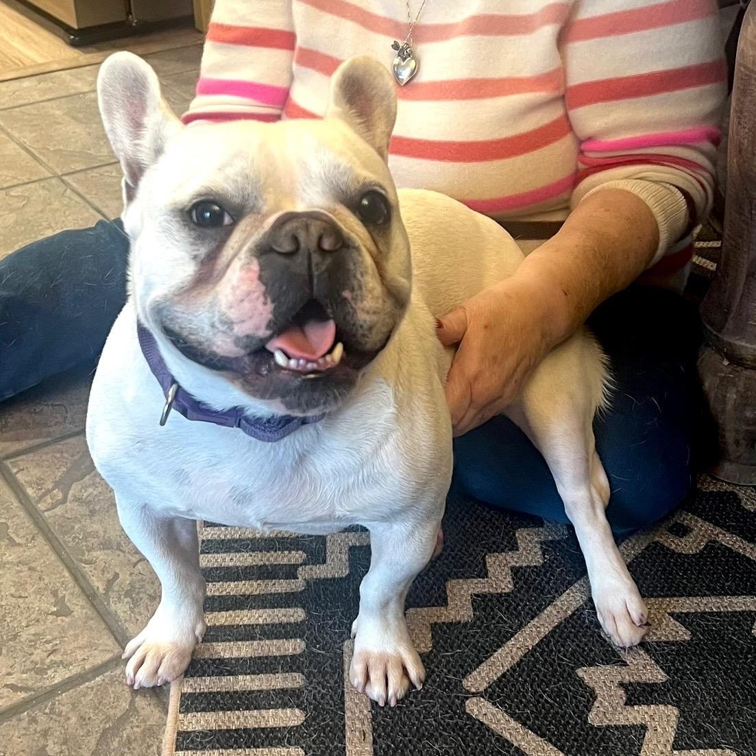 Miss Cotton Candy, ADOPTABLE, Adult Female French Bulldog.