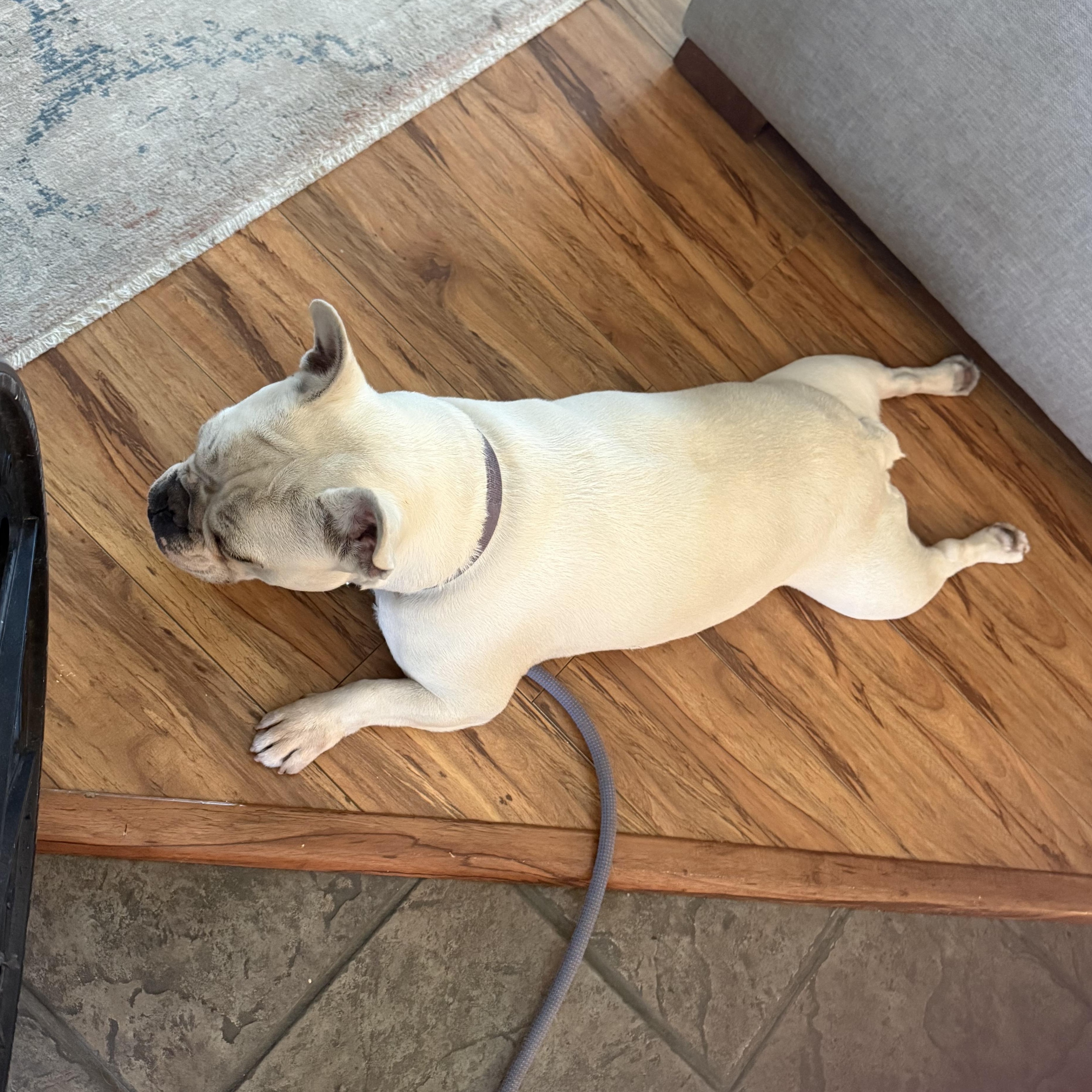 Enlarge Miss Cotton Candy, a ADOPTABLE French Bulldog in Folsom, CA image 3/4