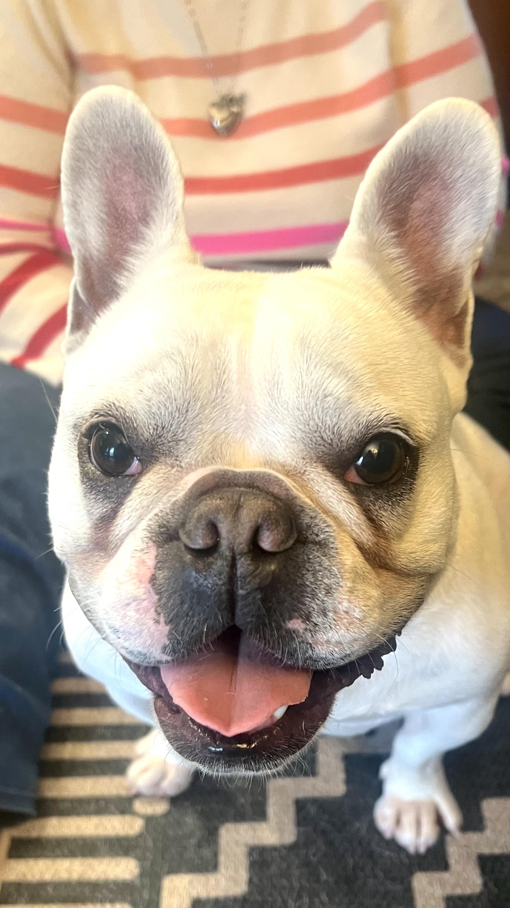 Enlarge Miss Cotton Candy, a ADOPTABLE French Bulldog in Folsom, CA image 4/4