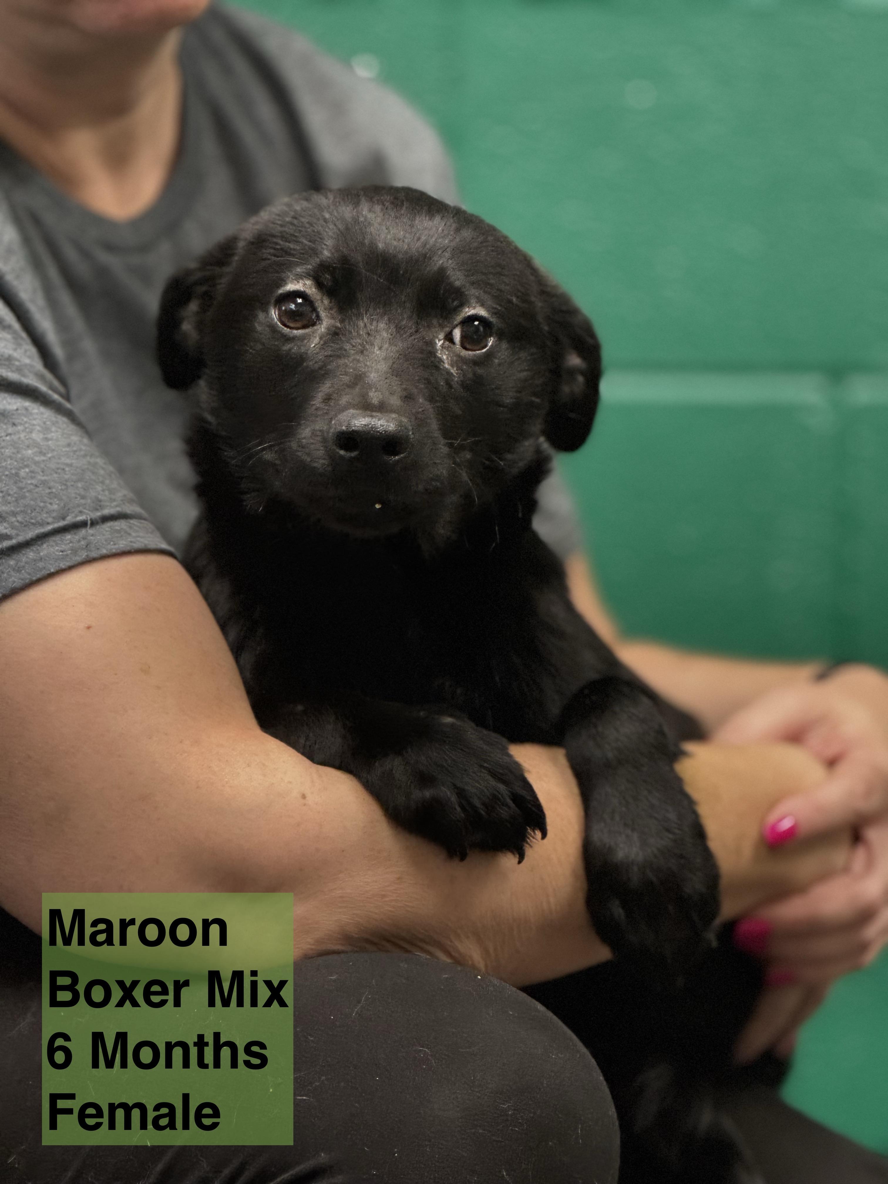 Maroon, Young Female Boxer