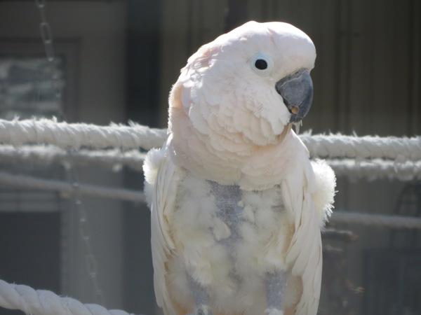 Enlarge Gucci, a Adoptable Cockatoo in Elizabeth, CO image 1/2