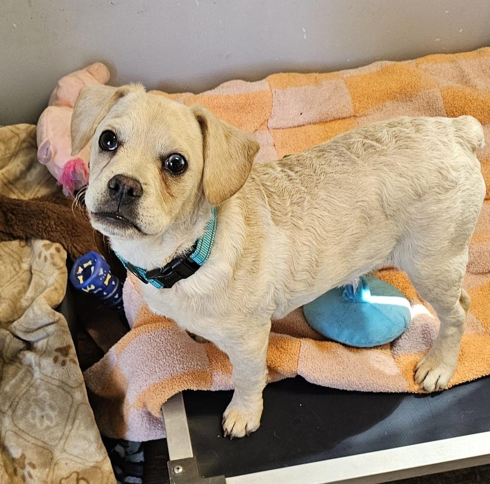 Randolph II (aka Deuce), Adoptable, Puppy Male Poodle & French Bulldog.