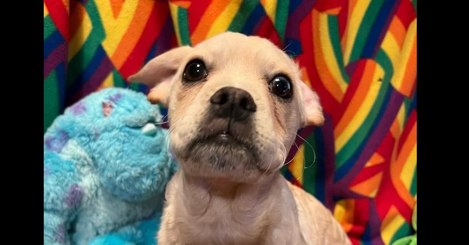 Enlarge Randolph II (aka Deuce), a Adoptable mixed breed in Santa Rosa, CA image 3/4