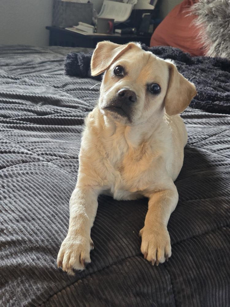 Enlarge Randolph II (aka Deuce), a Adoptable mixed breed in Santa Rosa, CA image 4/4