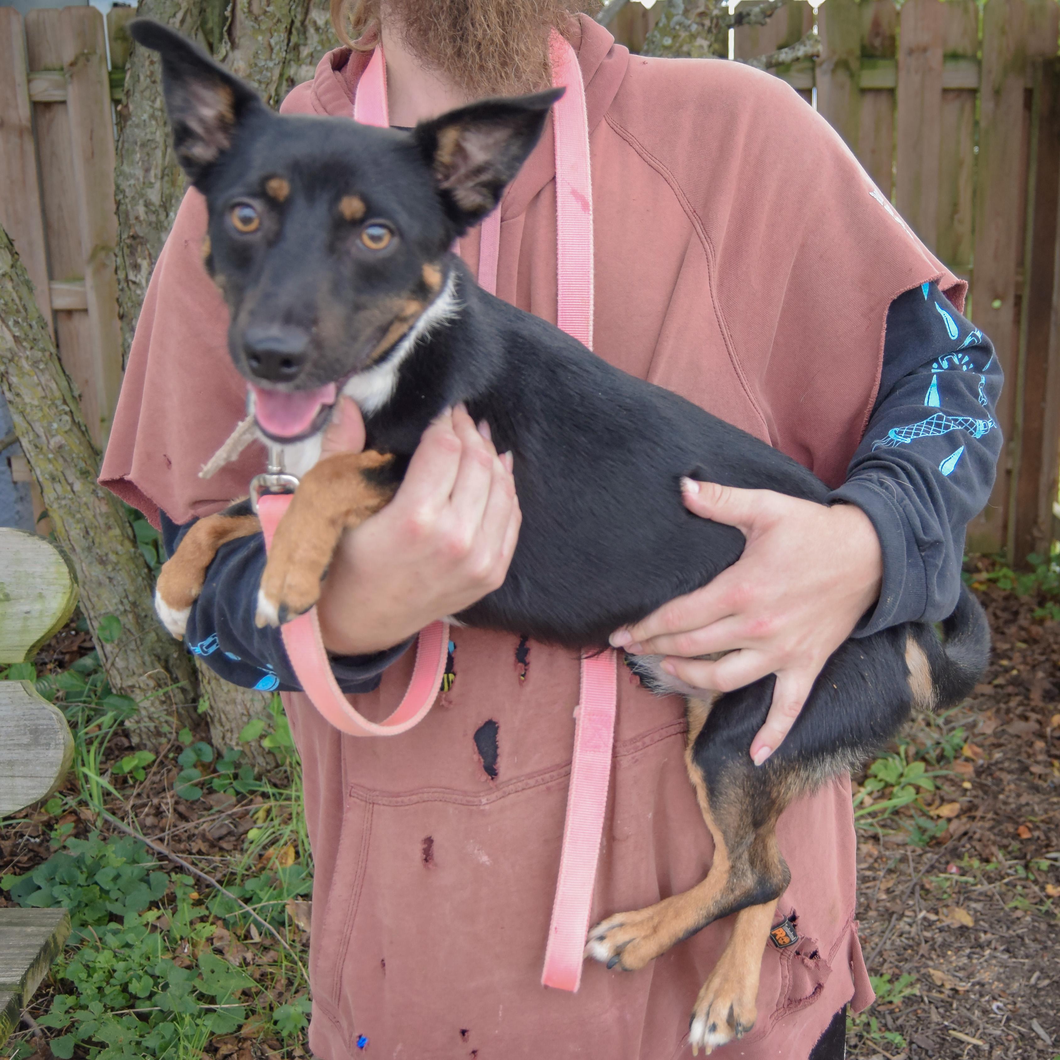 Enlarge George, a Adoptable mixed breed in Huntley, IL image 3/5