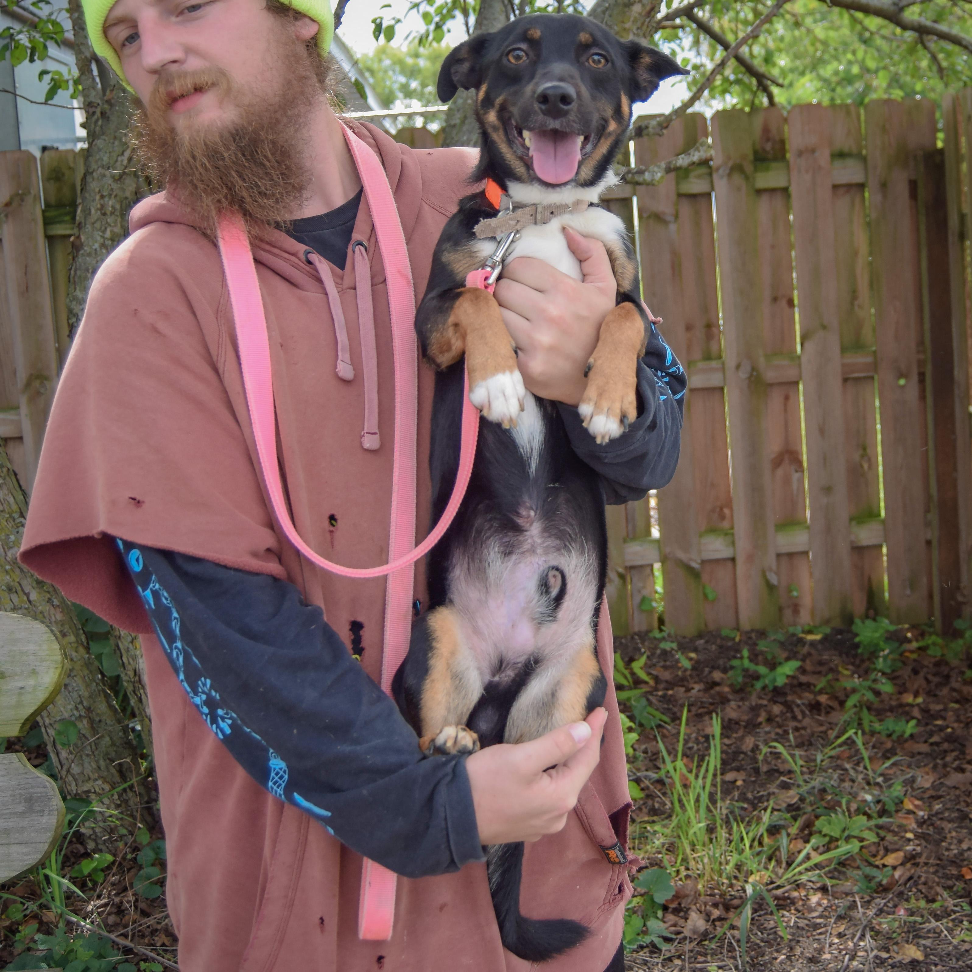Enlarge George, a Adoptable mixed breed in Huntley, IL image 5/5
