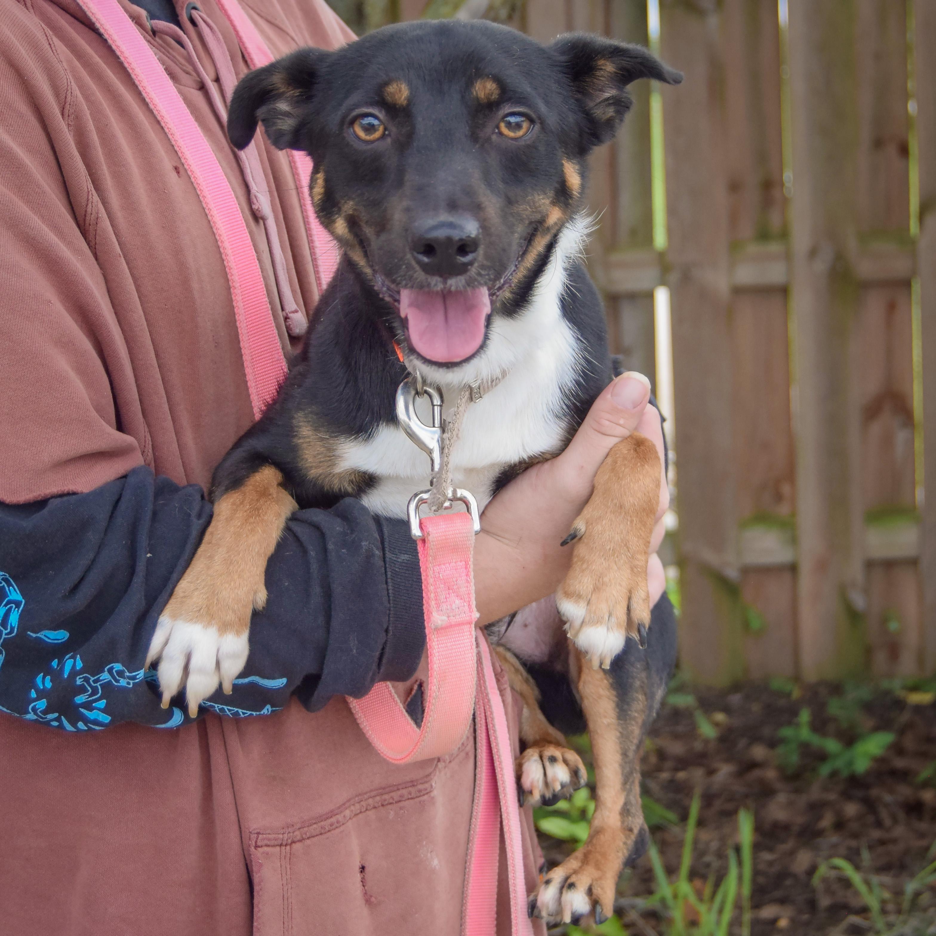 Enlarge George, a Adoptable mixed breed in Huntley, IL image 4/5