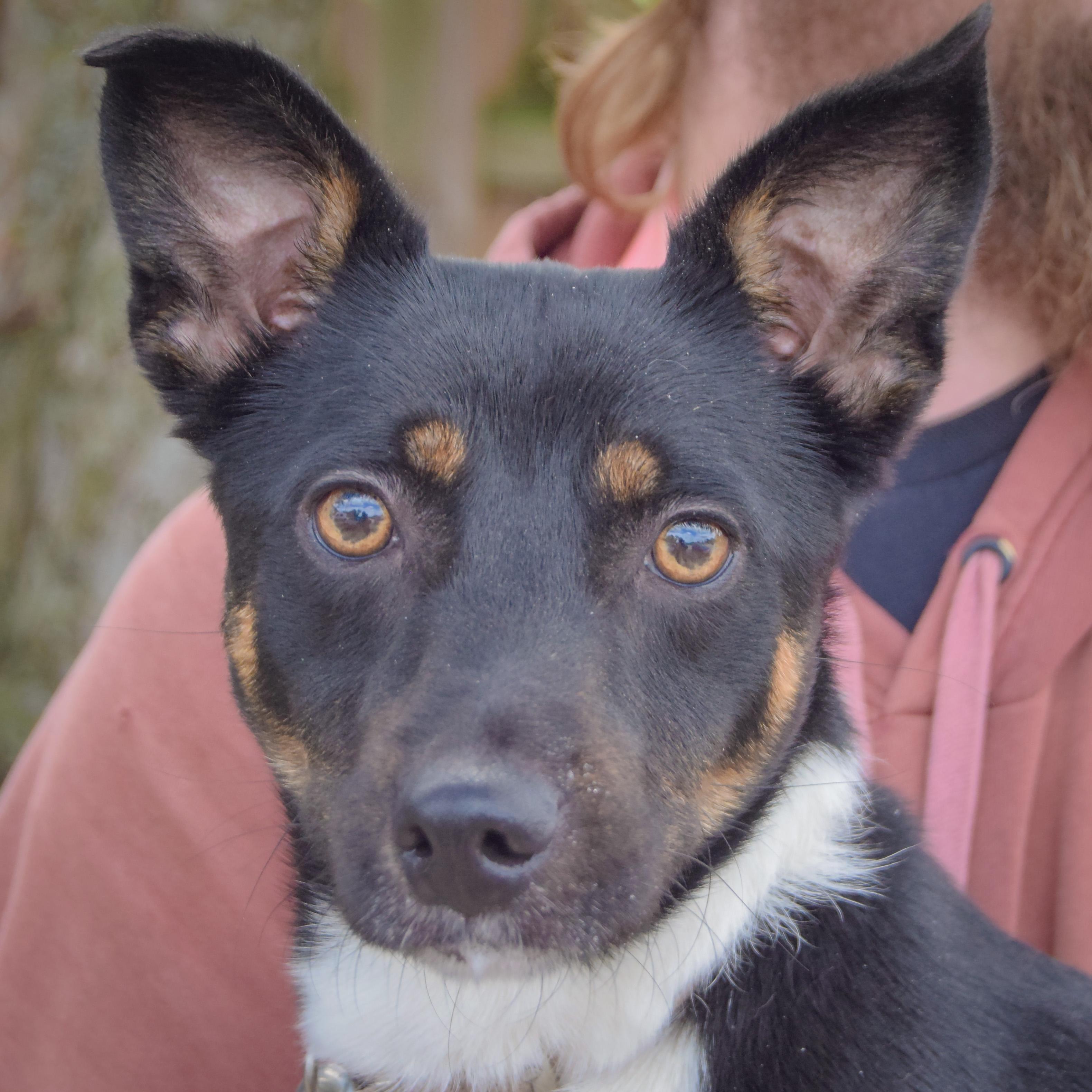 Enlarge George, a Adoptable mixed breed in Huntley, IL image 1/5