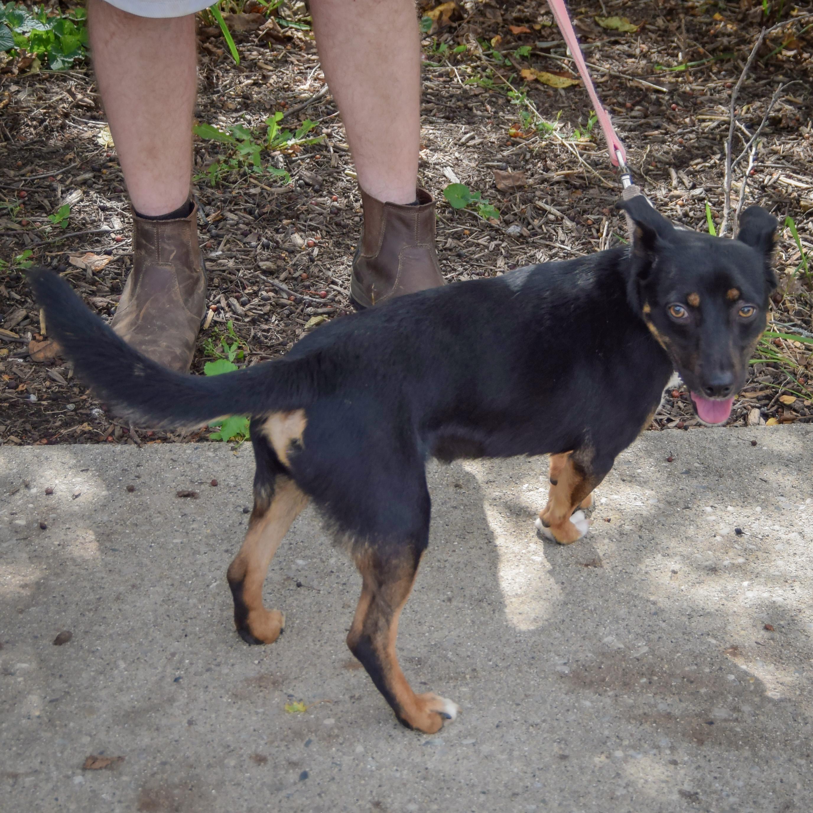 Enlarge George, a Adoptable mixed breed in Huntley, IL image 2/5