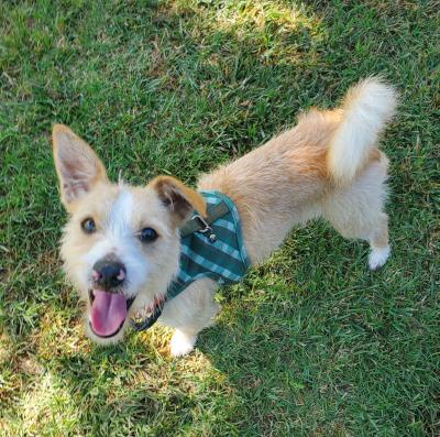Kiwi, adopted, Puppy Male Terrier.