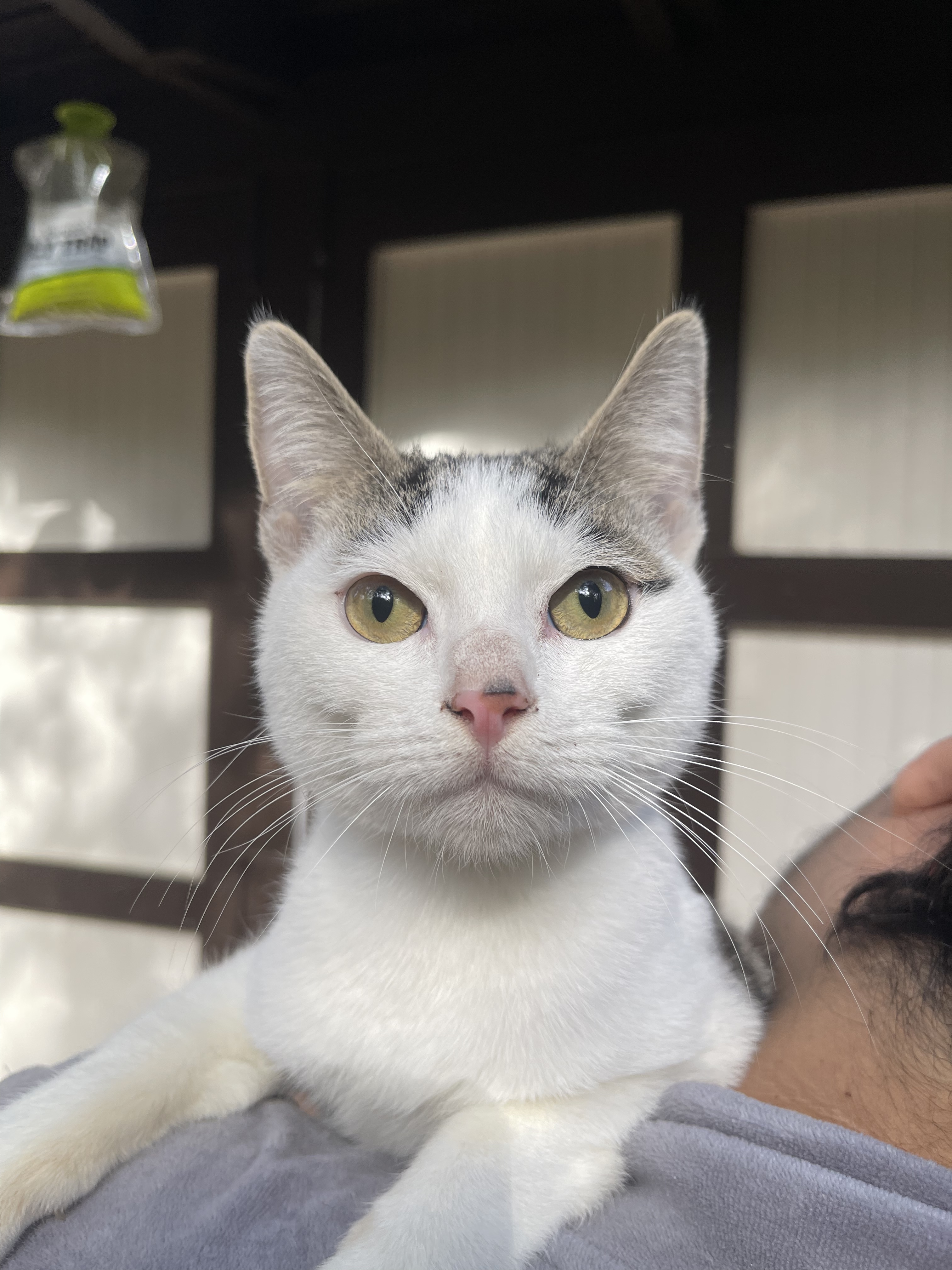 Eloise, a Adoptable Domestic Short Hair in Los Angeles, CA image 1/8