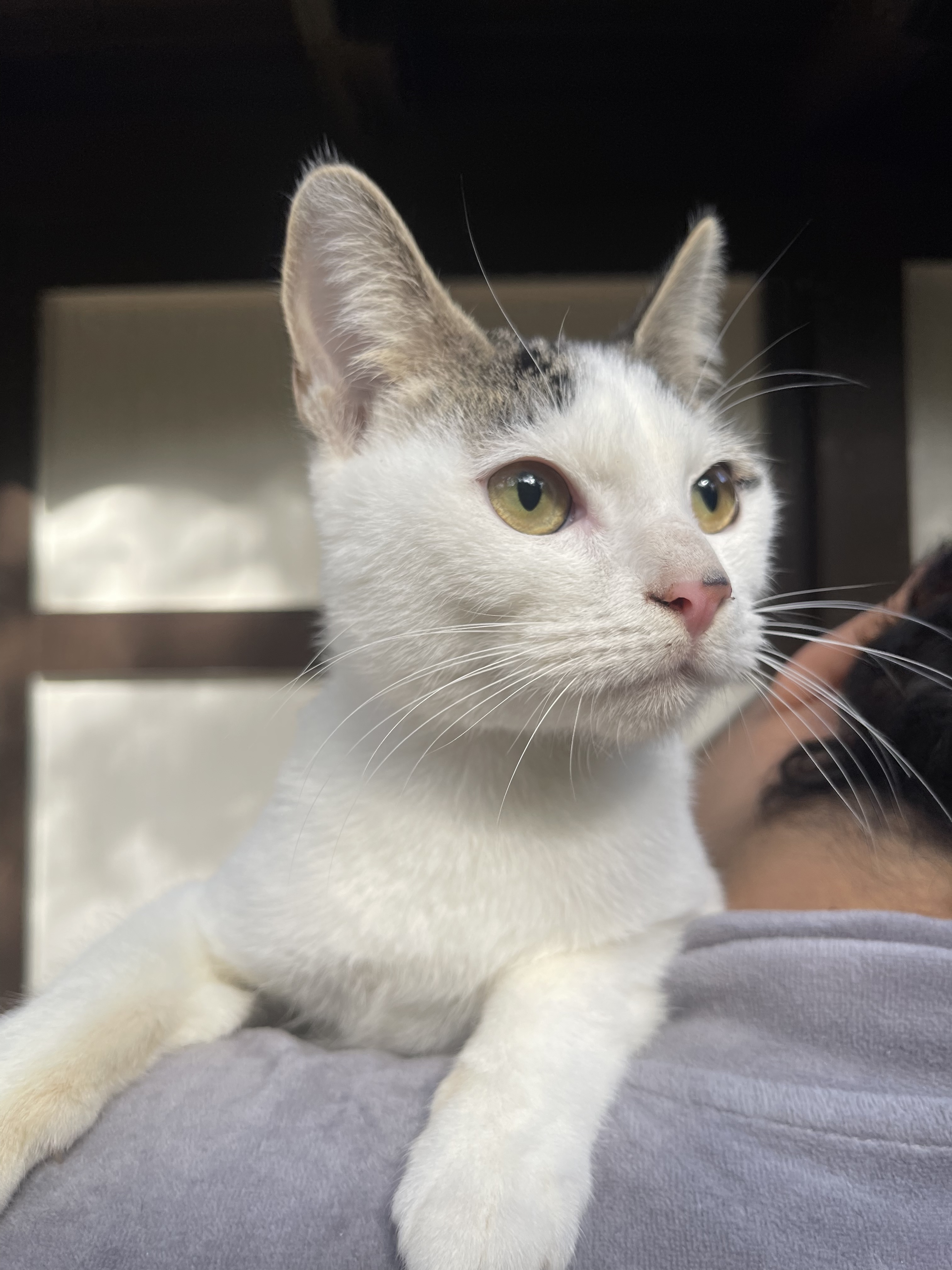 Eloise, a Adoptable Domestic Short Hair in Los Angeles, CA image 2/8