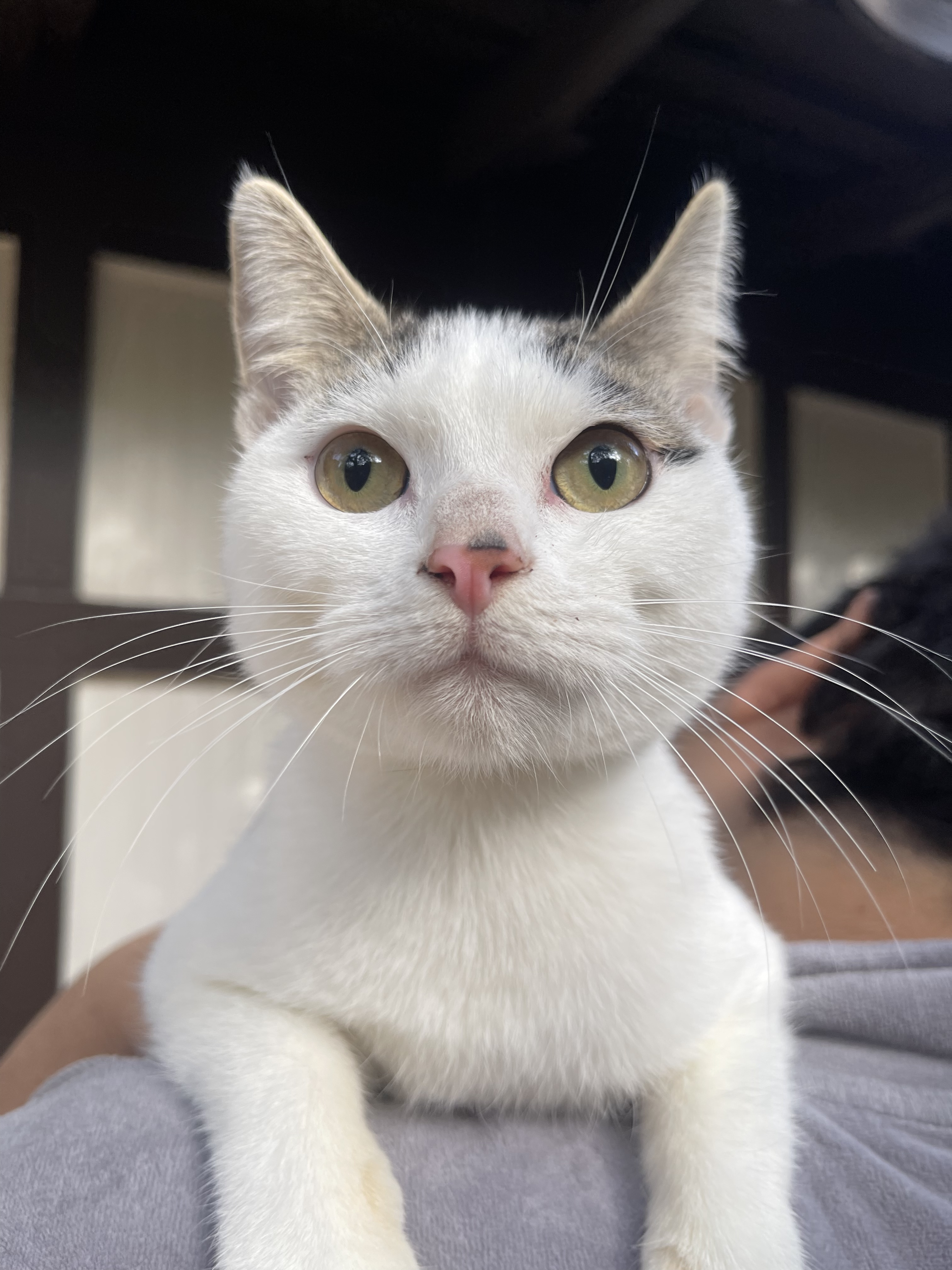 Eloise, a Adoptable Domestic Short Hair in Los Angeles, CA image 3/8