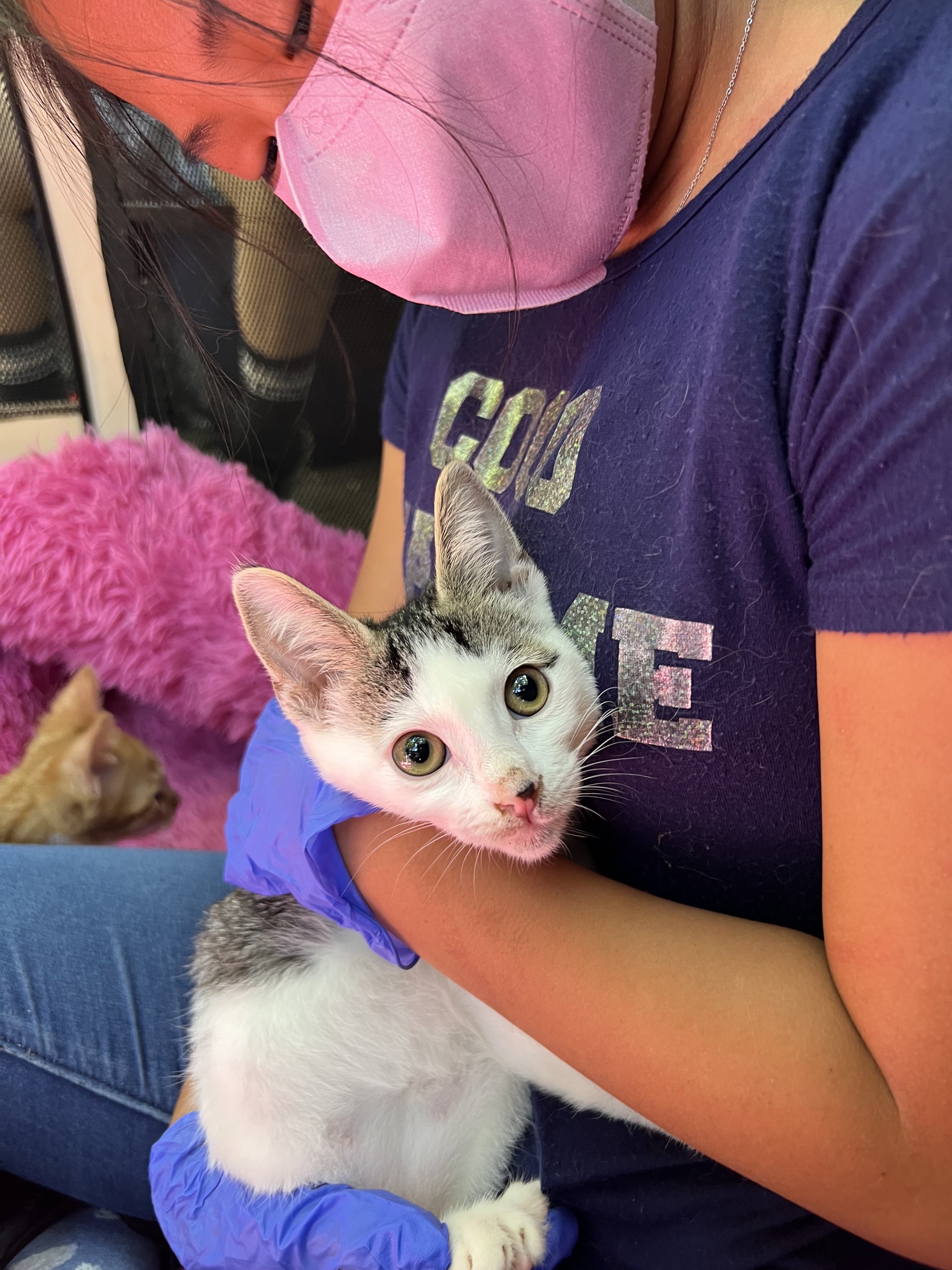 Eloise, a Adoptable Domestic Short Hair in Los Angeles, CA image 4/8