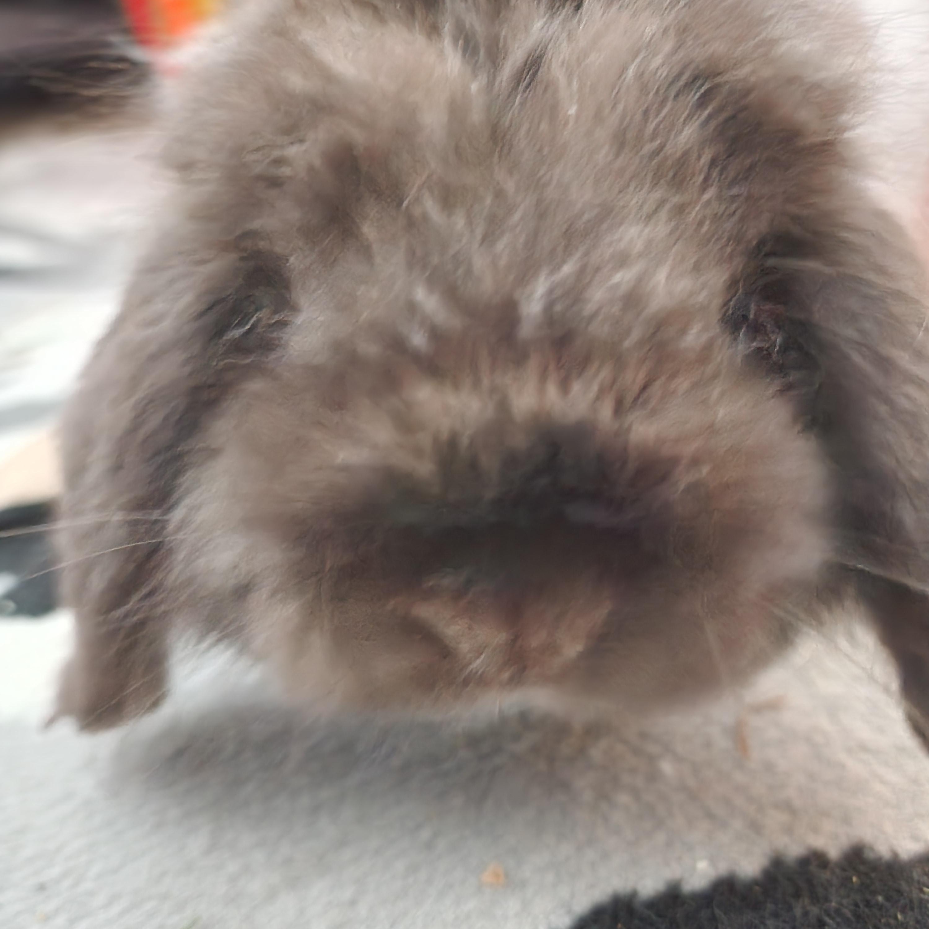 Skylar, Adoptable, Young Female American Fuzzy Lop.