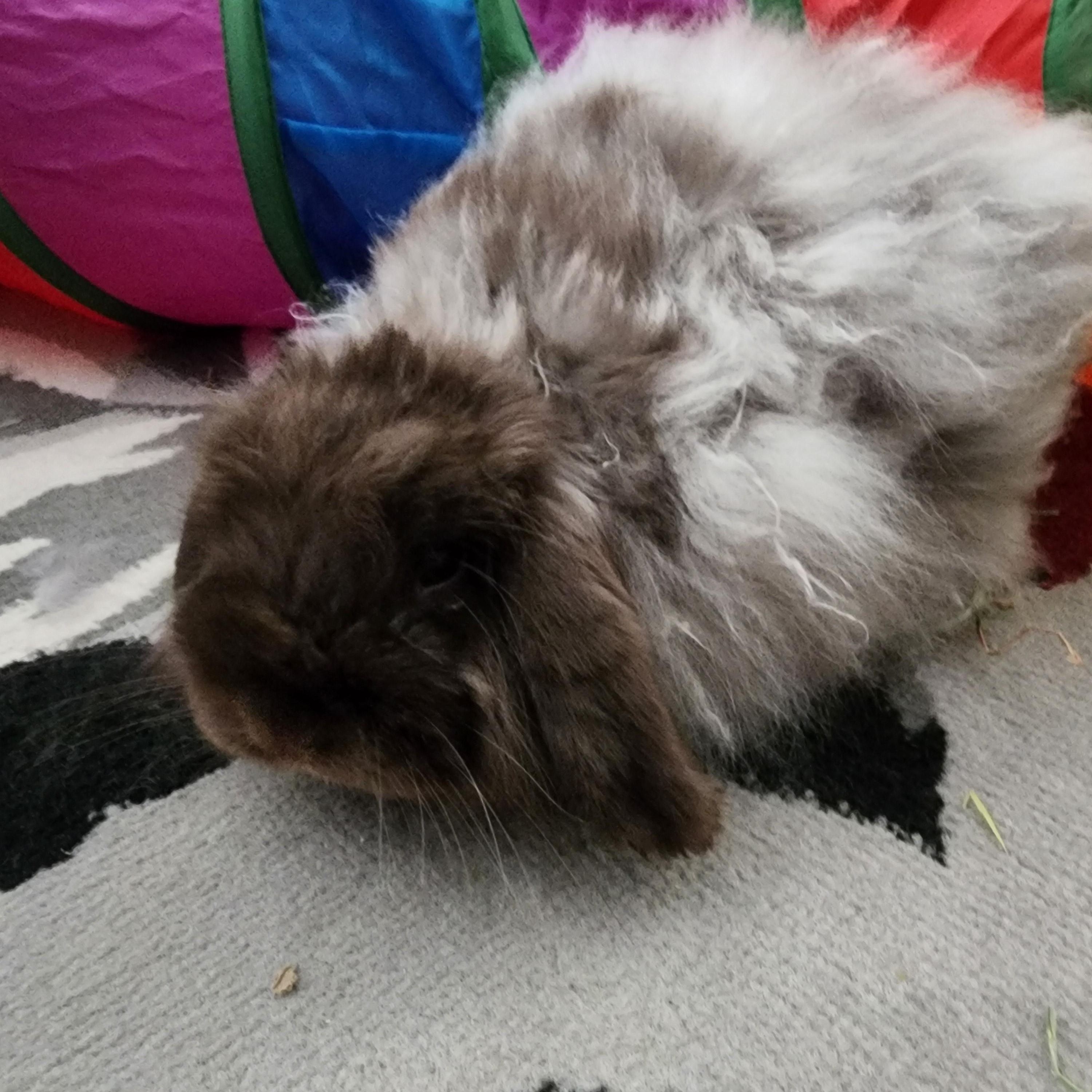 Enlarge Skylar, a Adoptable American Fuzzy Lop in Gig Harbor, WA image 3/3