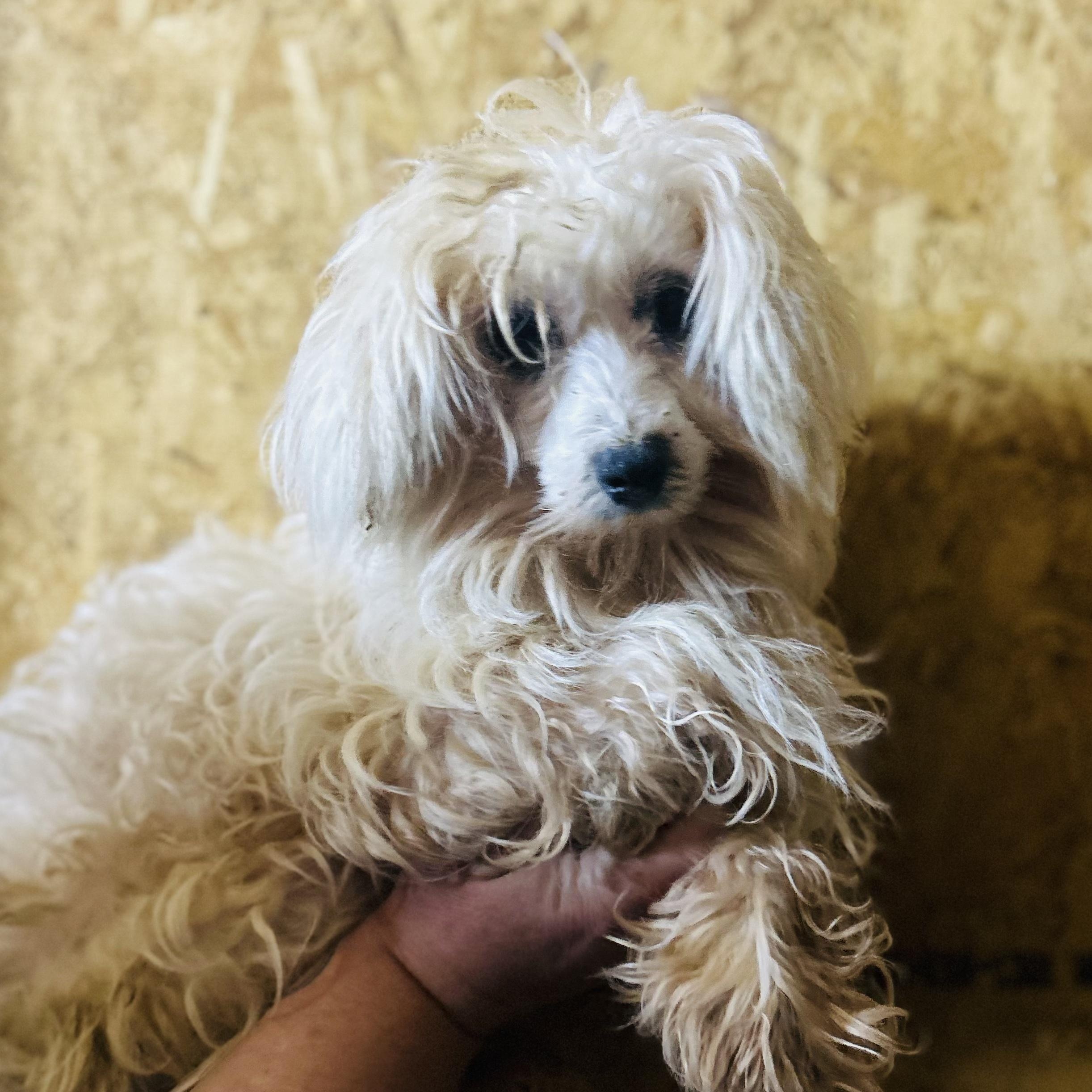 Enlarge Sampson, a Adoptable Bichon Frise in Oak Bluffs, MA image 1/1