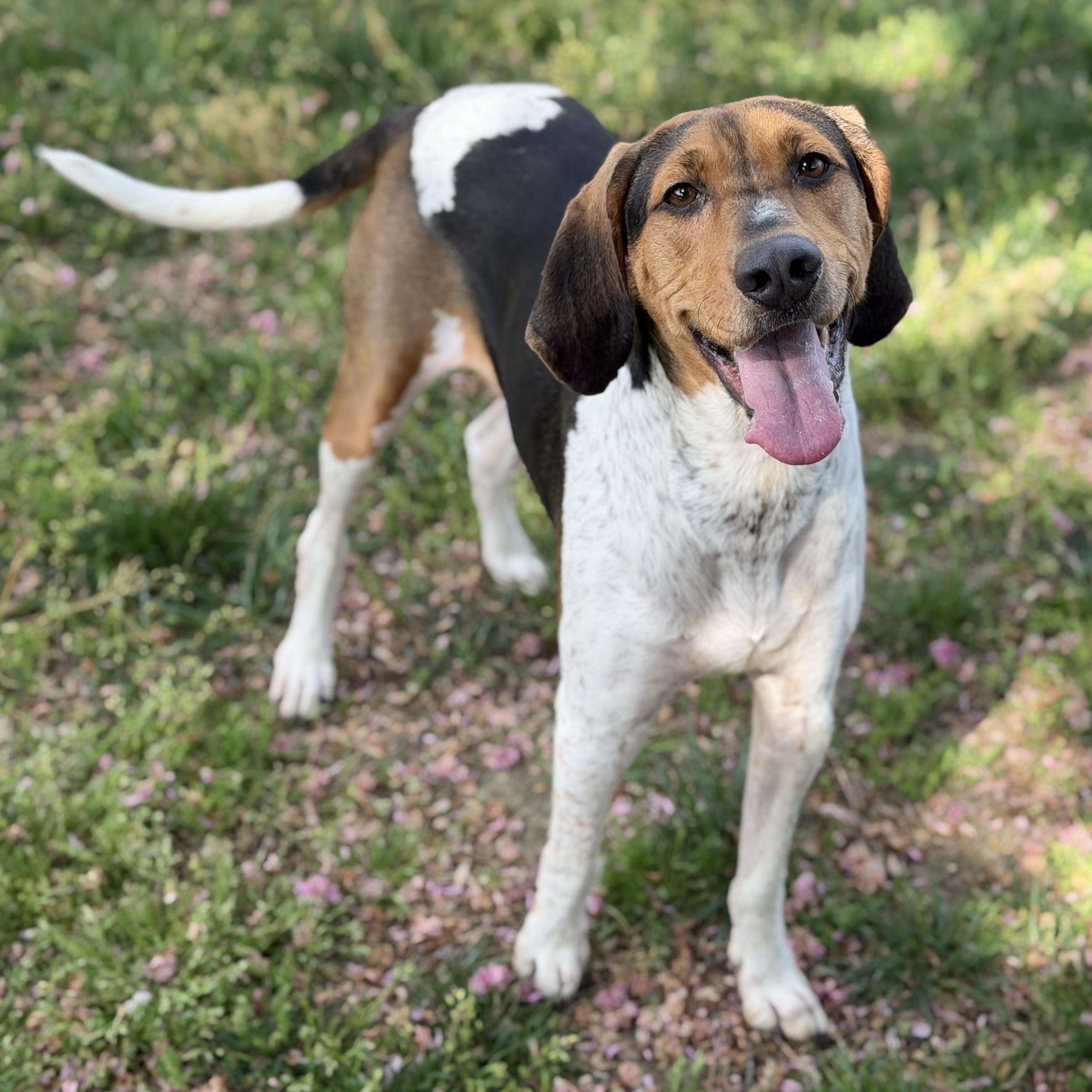 Enlarge 26-00289 BANDITO, a ADOPTABLE Hound in Fredericksburg, VA image 1/3