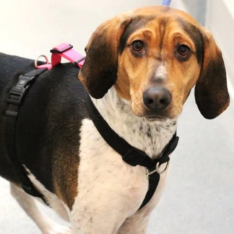 Enlarge 26-00289 BANDITO, a ADOPTABLE Hound in Fredericksburg, VA image 3/3