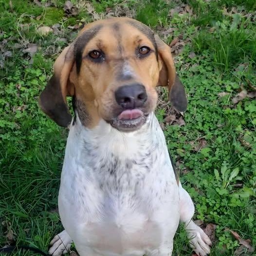 Enlarge 26-00289 BANDITO, a ADOPTABLE Hound in Fredericksburg, VA image 2/3