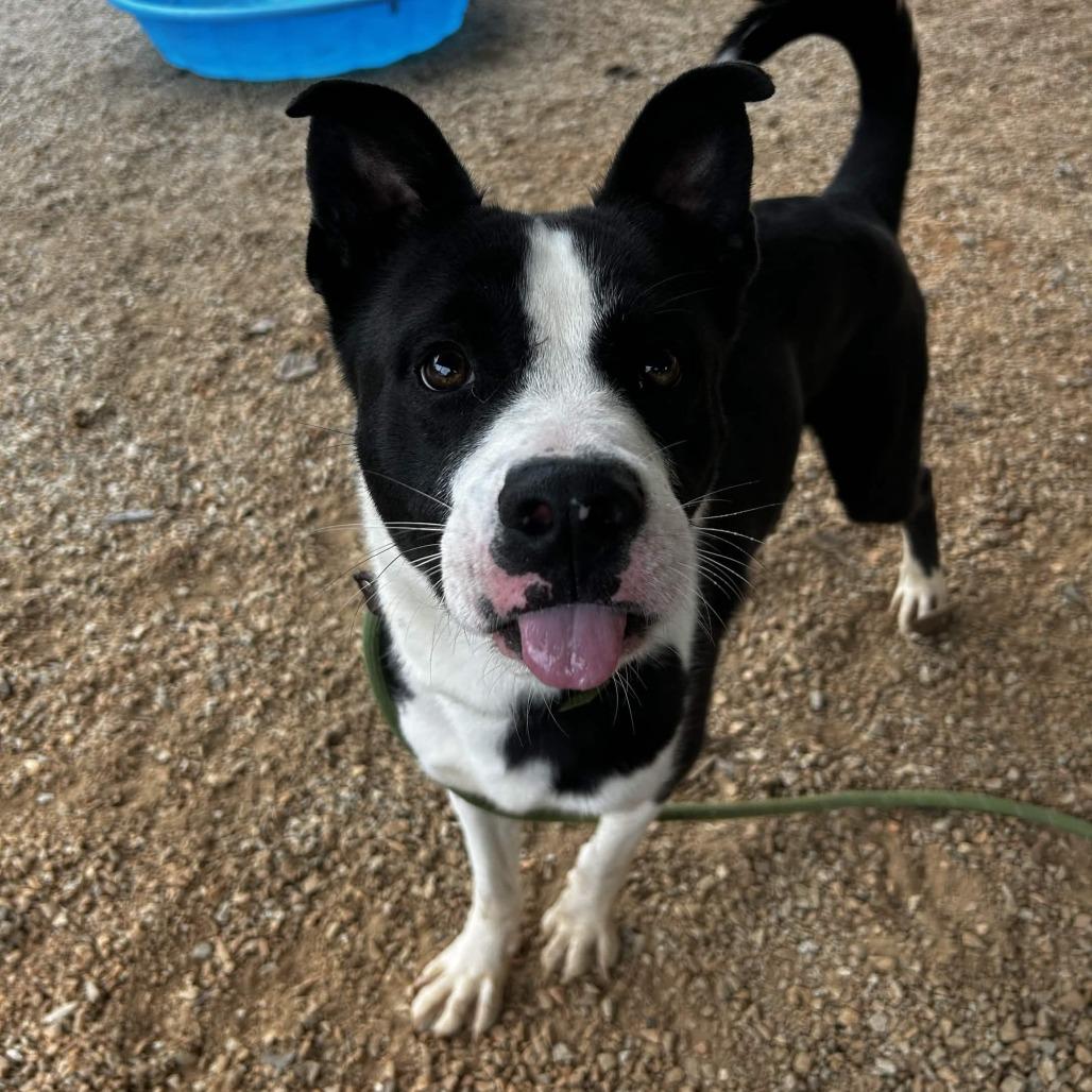 Enlarge Nebula, a Adoptable mixed breed in Greenville, SC image 1/6