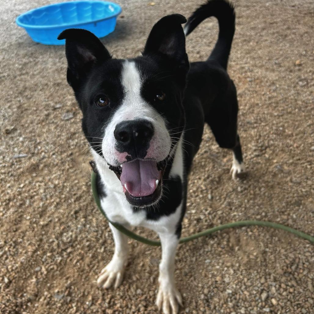Enlarge Nebula, a Adoptable mixed breed in Greenville, SC image 2/6