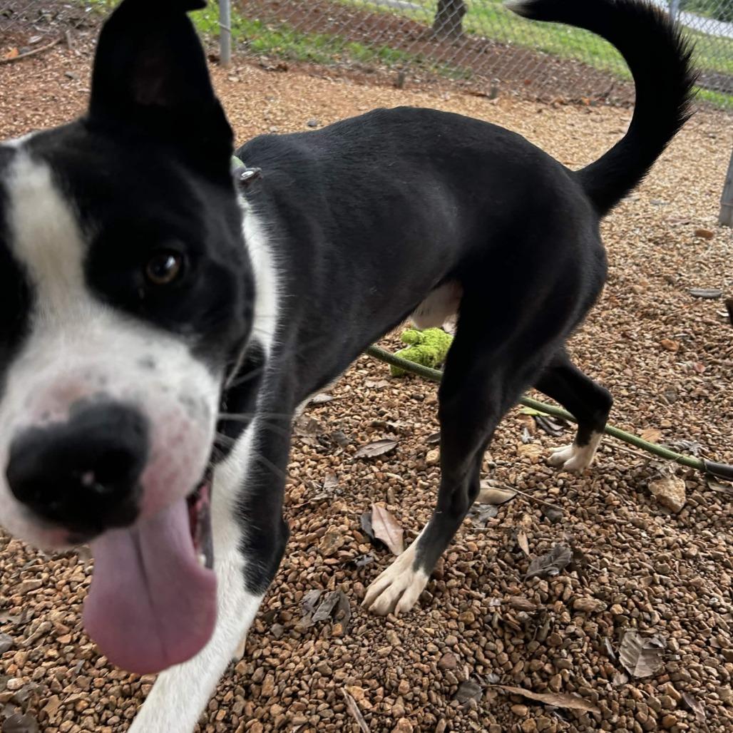 Enlarge Nebula, a Adoptable mixed breed in Greenville, SC image 3/6