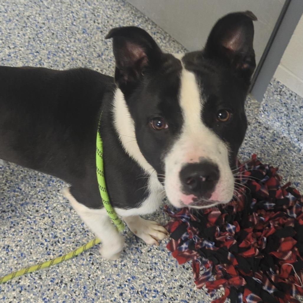 Enlarge Nebula, a Adoptable mixed breed in Greenville, SC image 4/6
