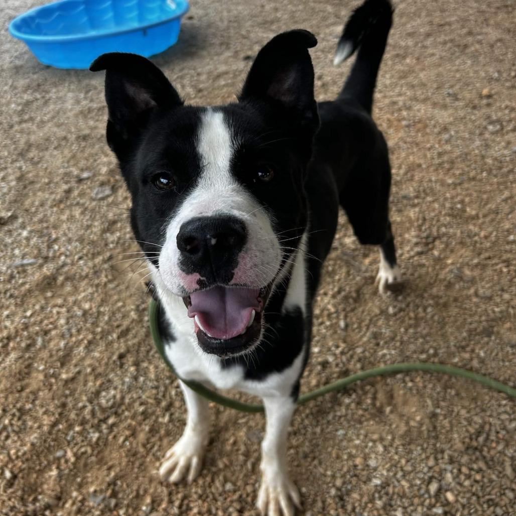 Enlarge Nebula, a Adoptable mixed breed in Greenville, SC image 5/6