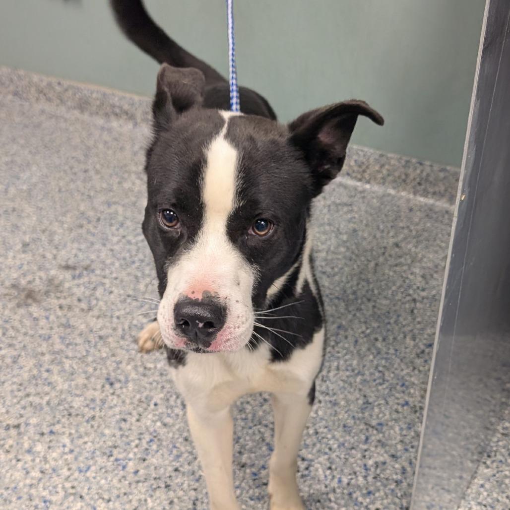 Enlarge Nebula, a Adoptable mixed breed in Greenville, SC image 6/6