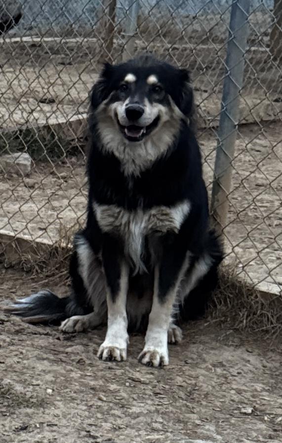 Enlarge Kris, a Adopted mixed breed in Rogersville, TN image 3/6