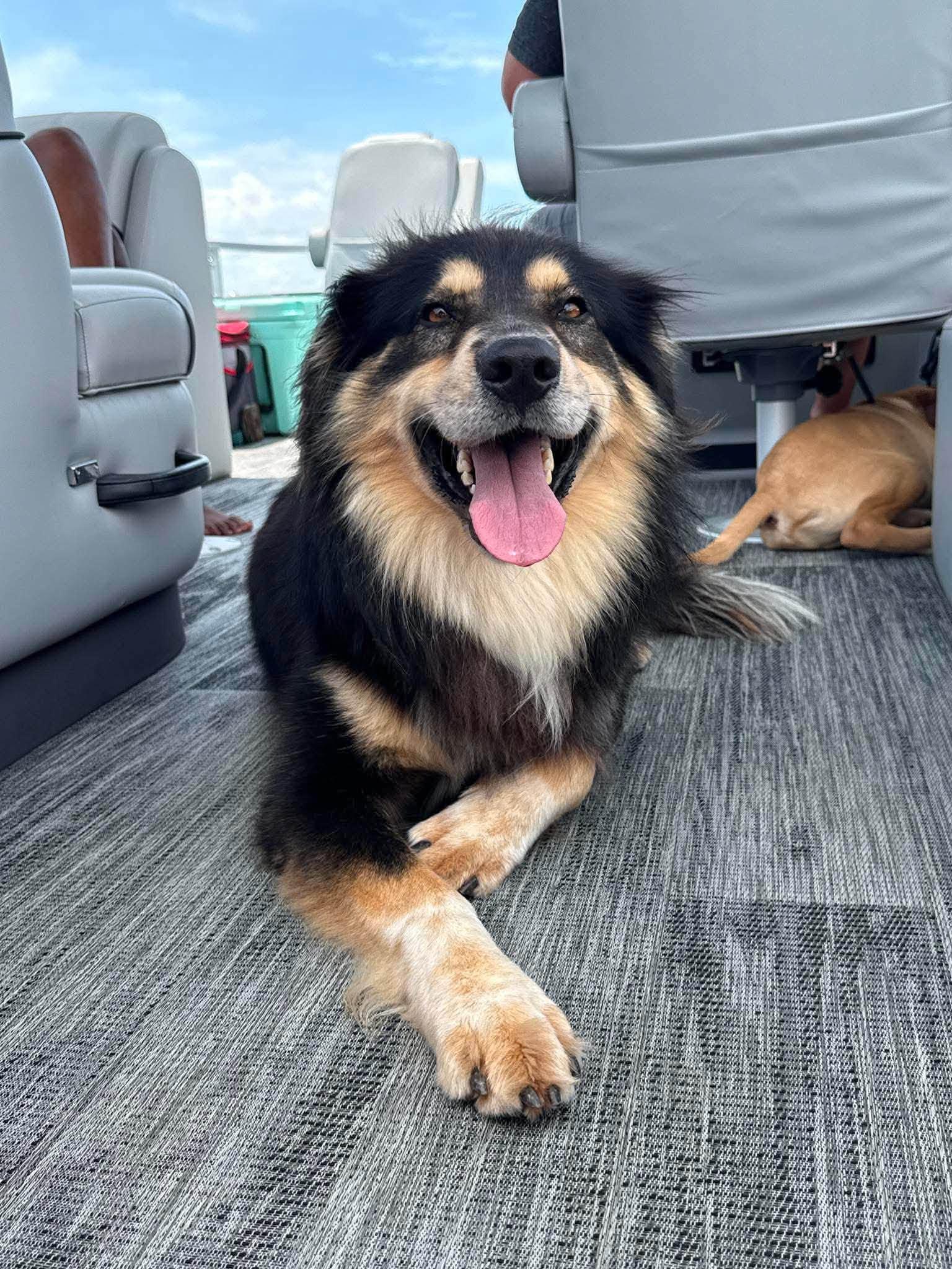 Kris, Adopted, Adult Male Australian Shepherd & Collie.