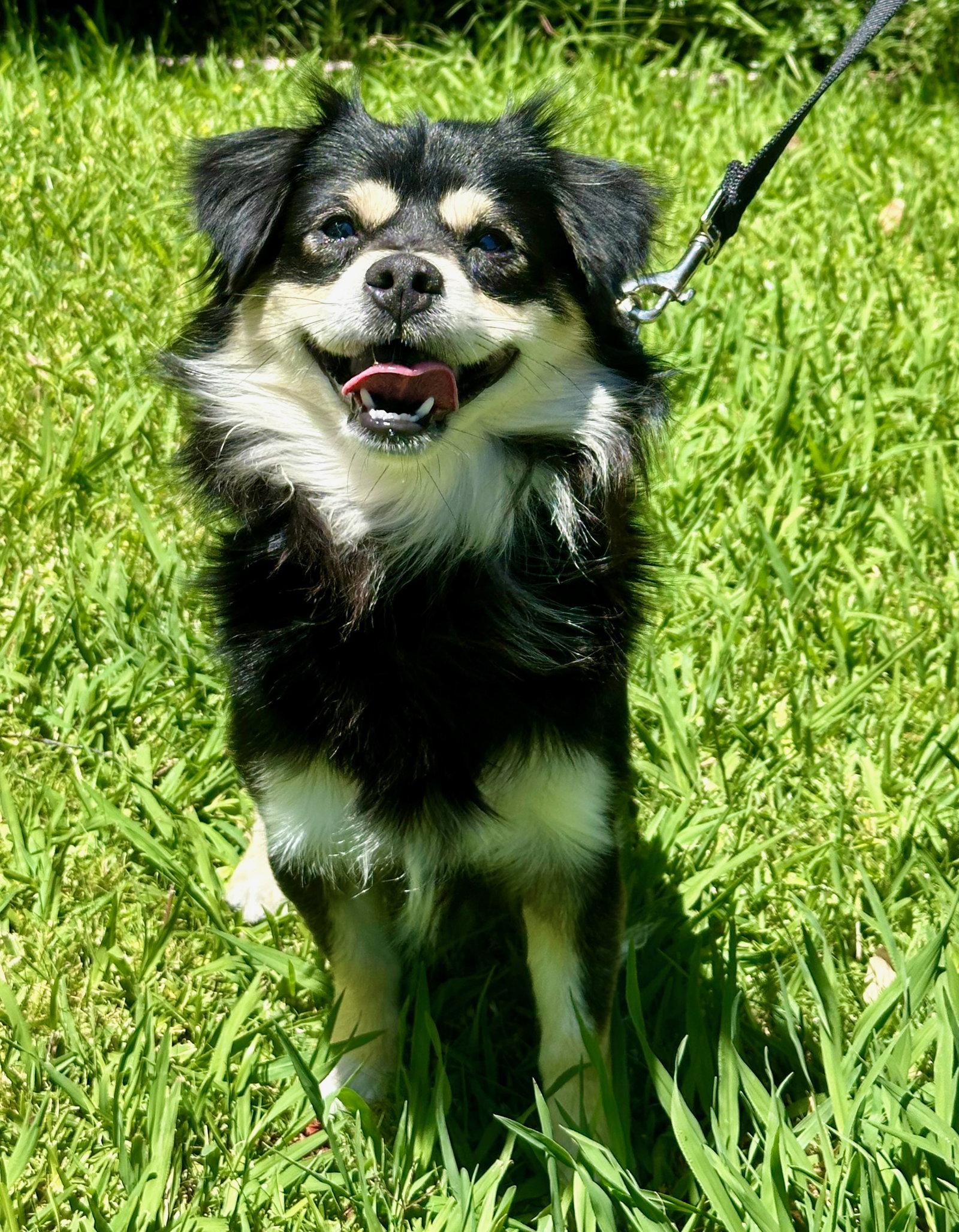 Radish, a Adopted Cavalier King Charles Spaniel in Palo Alto, CA image 1/3
