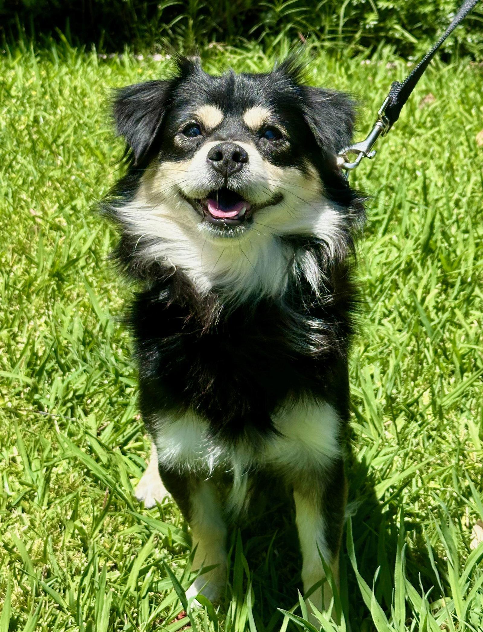 Radish, a Adopted Cavalier King Charles Spaniel in Palo Alto, CA image 2/3