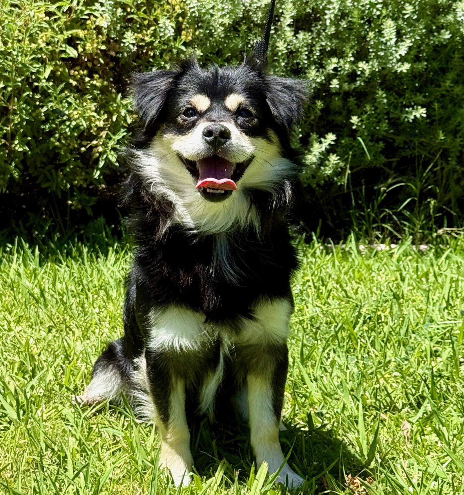 Radish, a Adopted Cavalier King Charles Spaniel in Palo Alto, CA image 3/3