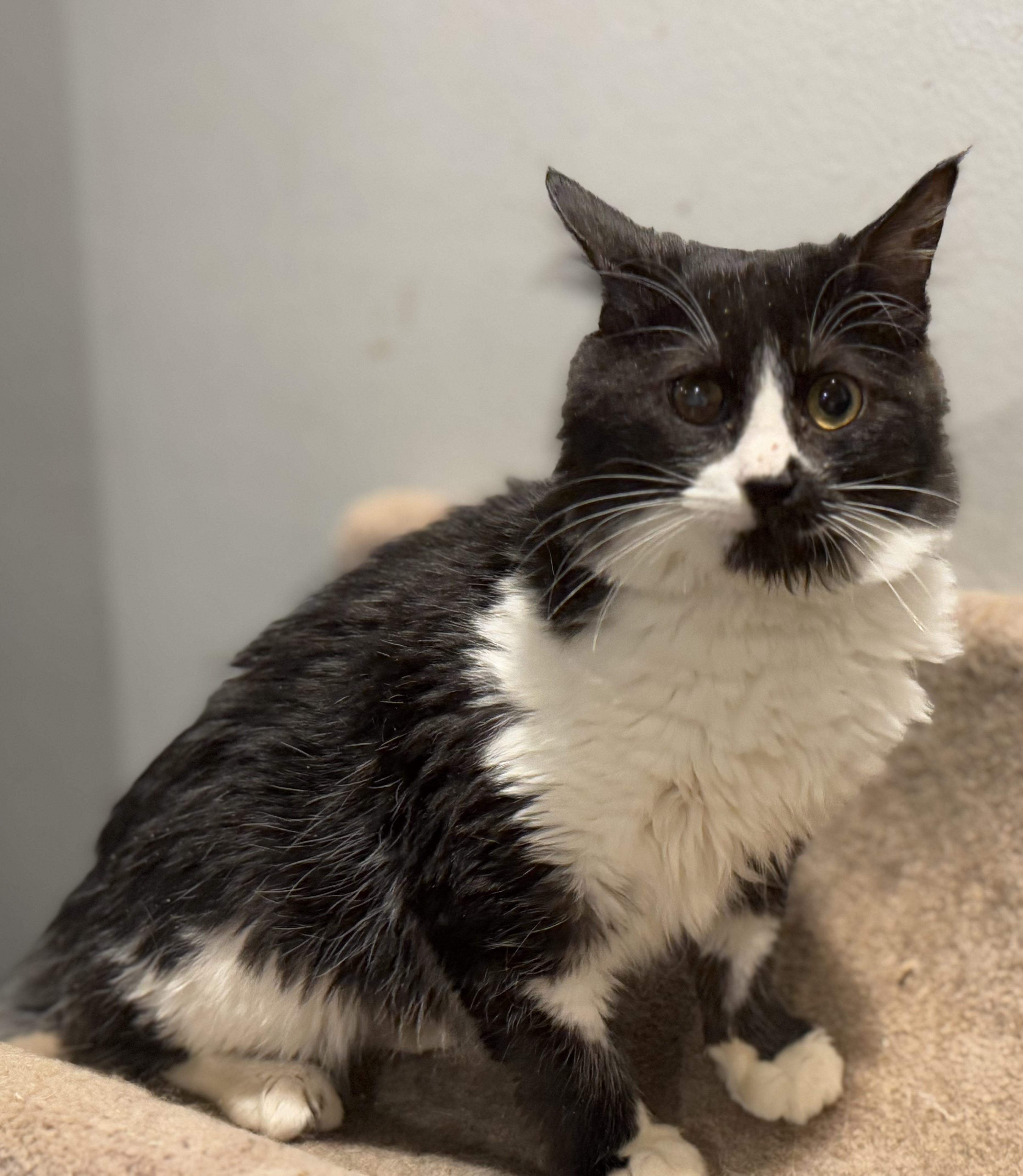 Cleopatra, Adoptable, Kitten Female Persian & Domestic Medium Hair.