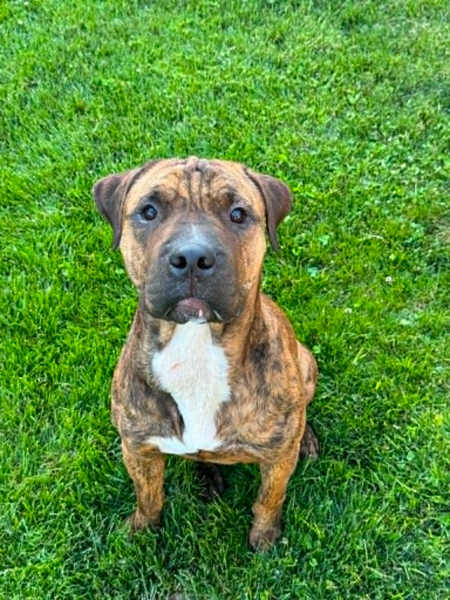 Big Man, a ADOPTABLE mixed breed in CHURCHVILLE, NY image 1/2