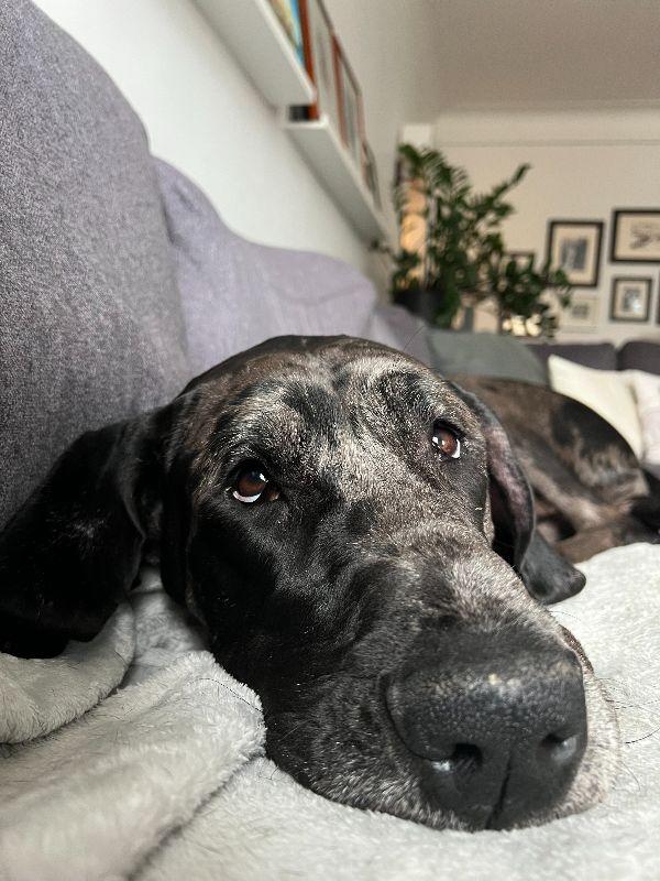 Enlarge Mia, a ADOPTABLE Great Dane in Pine Beach, NJ image 1/6