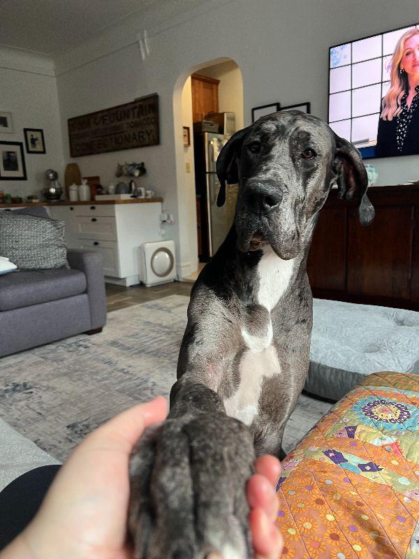 Enlarge Mia, a ADOPTABLE Great Dane in Pine Beach, NJ image 2/6