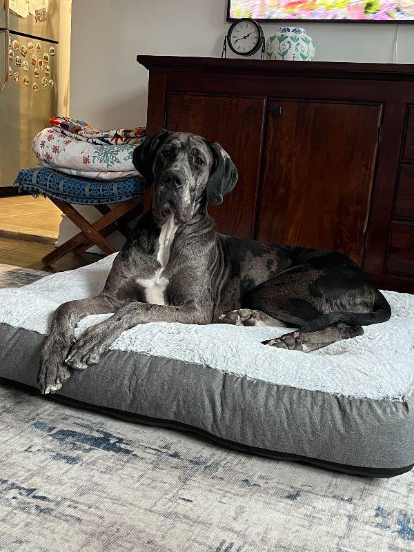 Enlarge Mia, a ADOPTABLE Great Dane in Pine Beach, NJ image 3/6