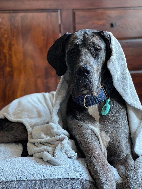 Enlarge Mia, a ADOPTABLE Great Dane in Pine Beach, NJ image 4/6