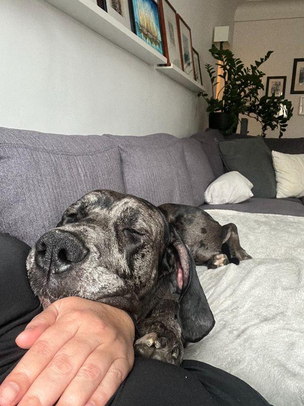 Enlarge Mia, a ADOPTABLE Great Dane in Pine Beach, NJ image 5/6